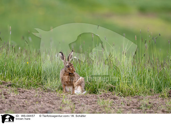 brown hare / WS-08457