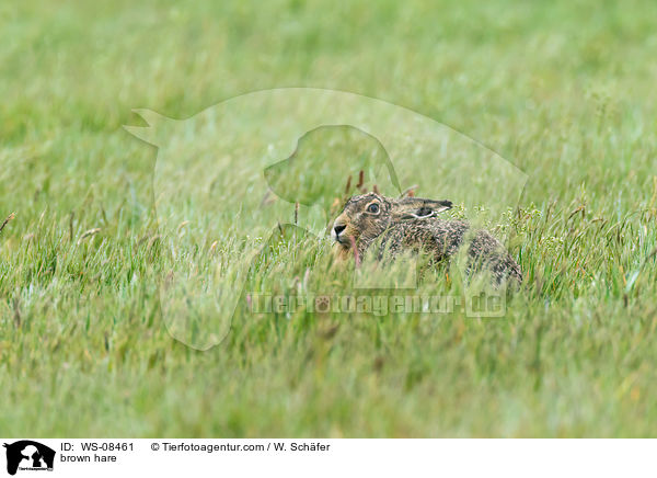 brown hare / WS-08461
