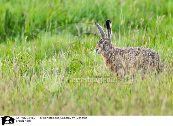 brown hare / WS-08462