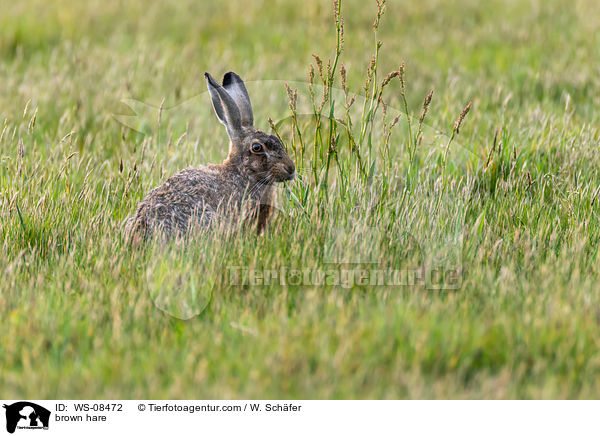 brown hare / WS-08472