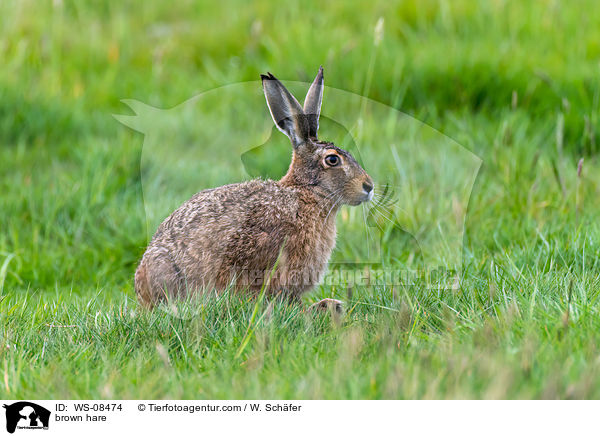 brown hare / WS-08474