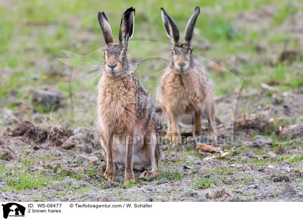 2 brown hares / WS-08477