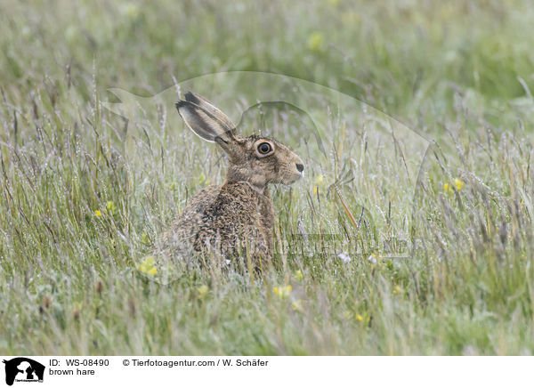 Feldhase / brown hare / WS-08490