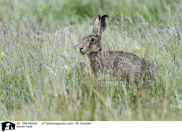 brown hare / WS-08492