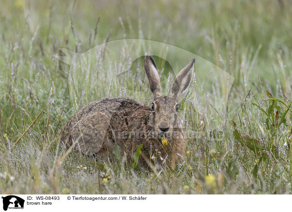 Feldhase / brown hare / WS-08493