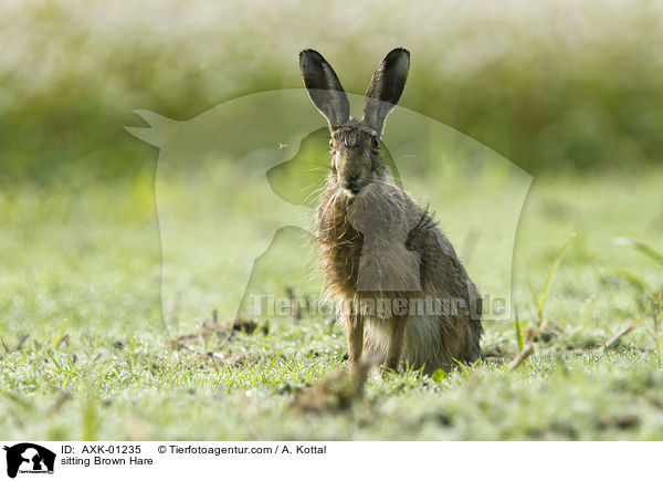 sitting Brown Hare / AXK-01235