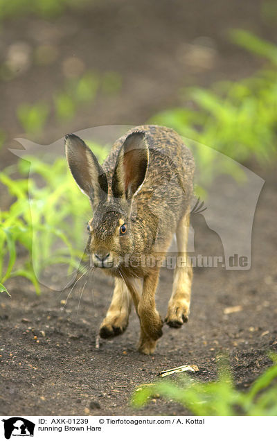 running Brown Hare / AXK-01239