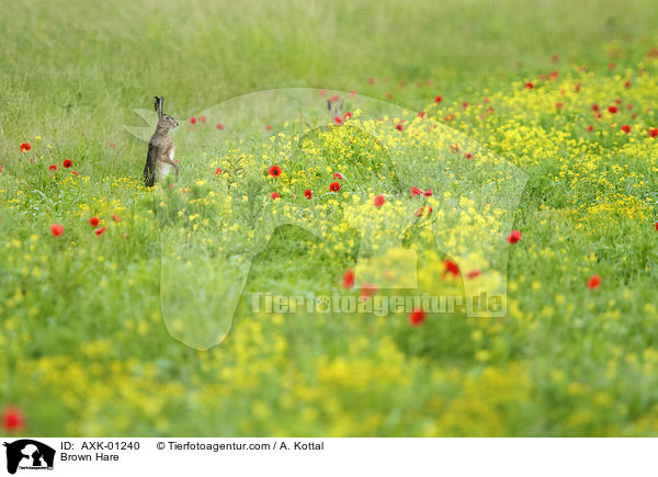 Feldhase / Brown Hare / AXK-01240