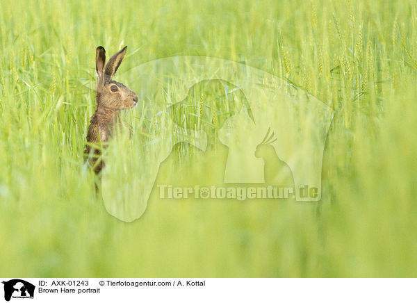 Feldhase Portrait / Brown Hare portrait / AXK-01243