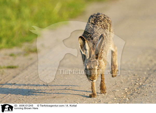 rennender Feldhase / running Brown Hare / AXK-01245