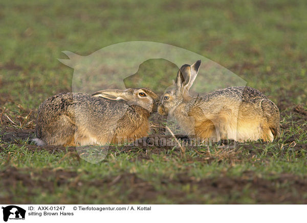 sitting Brown Hares / AXK-01247