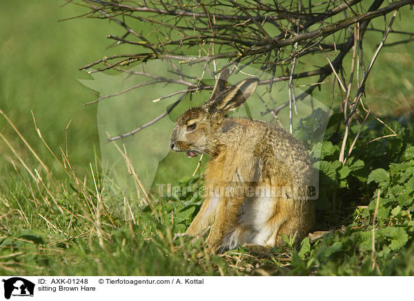 sitting Brown Hare / AXK-01248