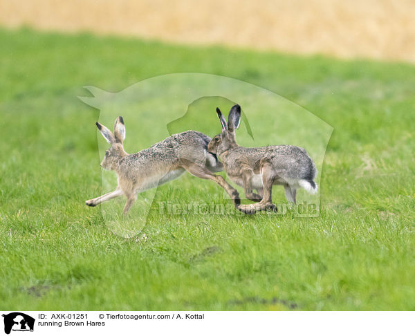 rennende Feldhasen / running Brown Hares / AXK-01251