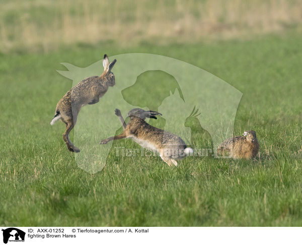 fighting Brown Hares / AXK-01252