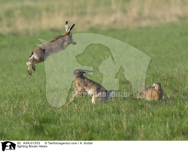 kmpfende Feldhasen / fighting Brown Hares / AXK-01253