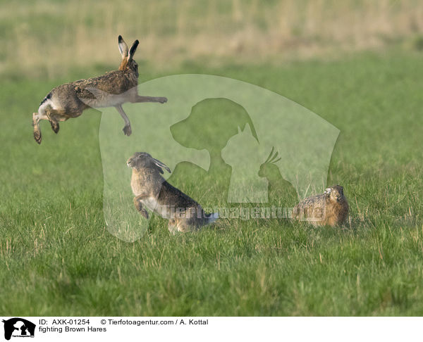 kmpfende Feldhasen / fighting Brown Hares / AXK-01254