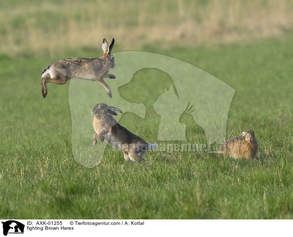 kmpfende Feldhasen / fighting Brown Hares / AXK-01255