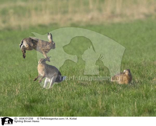 kmpfende Feldhasen / fighting Brown Hares / AXK-01256