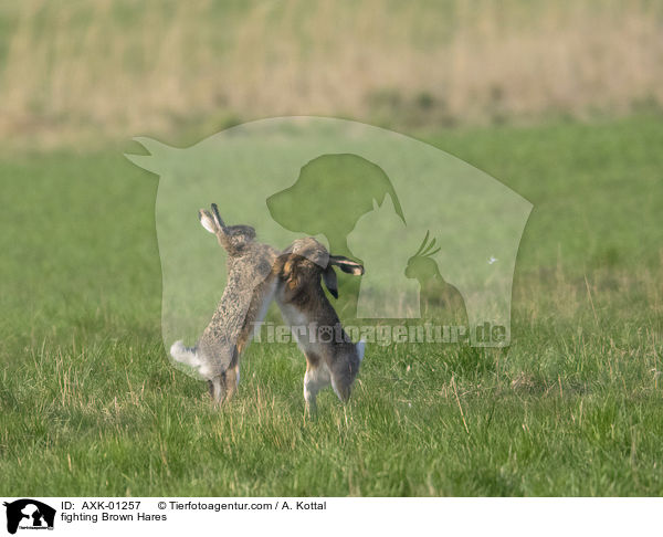 kmpfende Feldhasen / fighting Brown Hares / AXK-01257