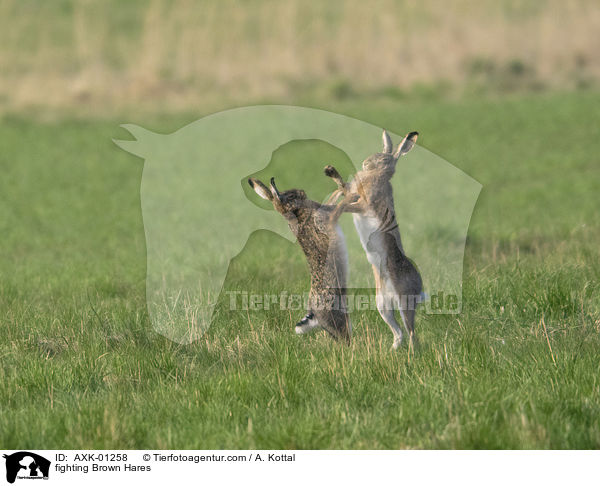 kmpfende Feldhasen / fighting Brown Hares / AXK-01258