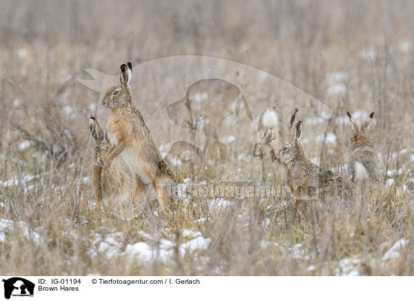 Brown Hares / IG-01194