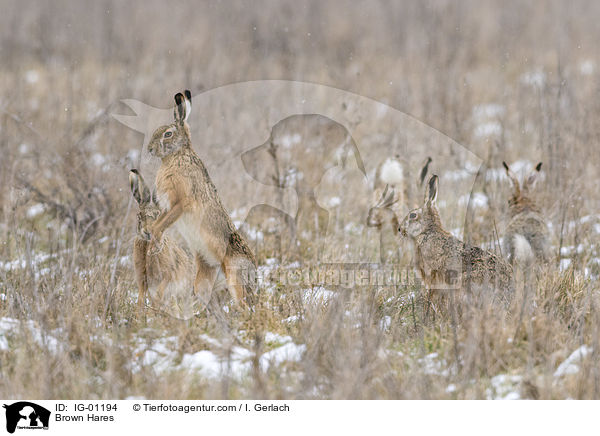 Feldhasen / Brown Hares / IG-01194