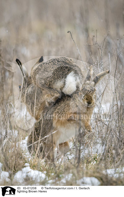 fighting Brown Hares / IG-01208