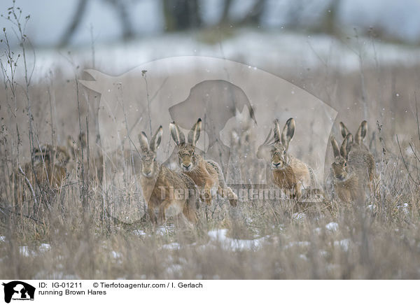 rennende Feldhasen / running Brown Hares / IG-01211