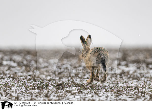running Brown Hare / IG-01598