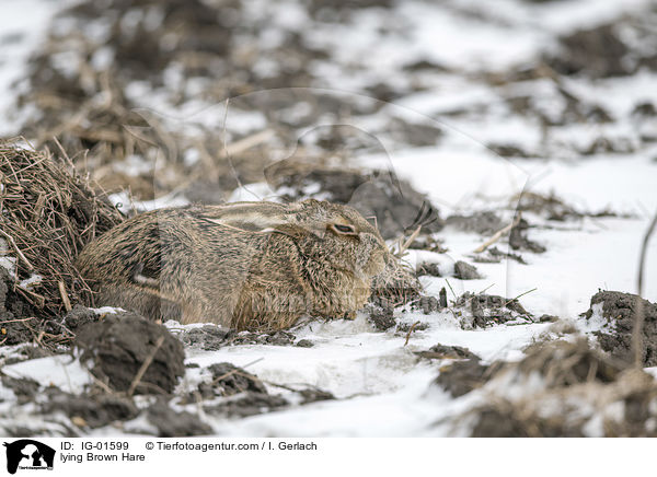 liegender Feldhase / lying Brown Hare / IG-01599