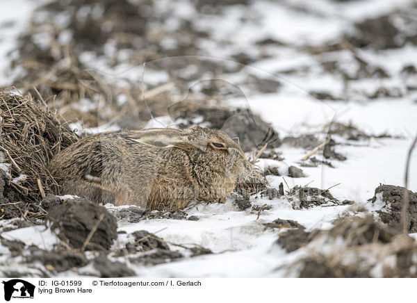 lying Brown Hare / IG-01599