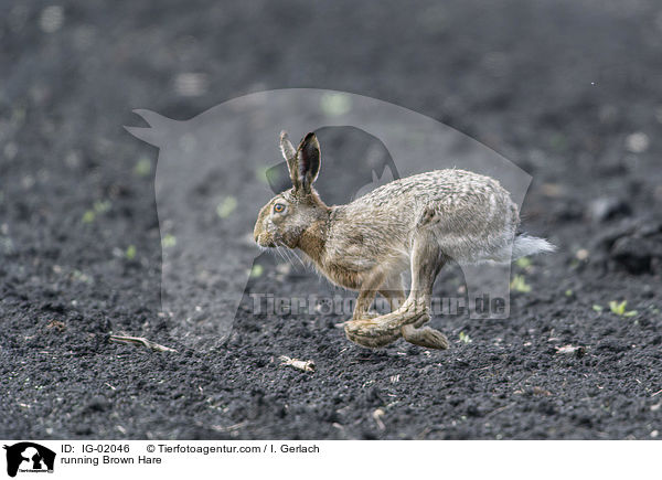 rennender Feldhase / running Brown Hare / IG-02046