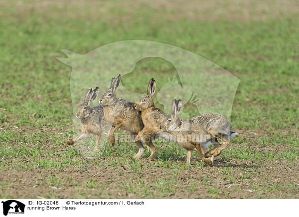 rennende Feldhasen / running Brown Hares / IG-02048