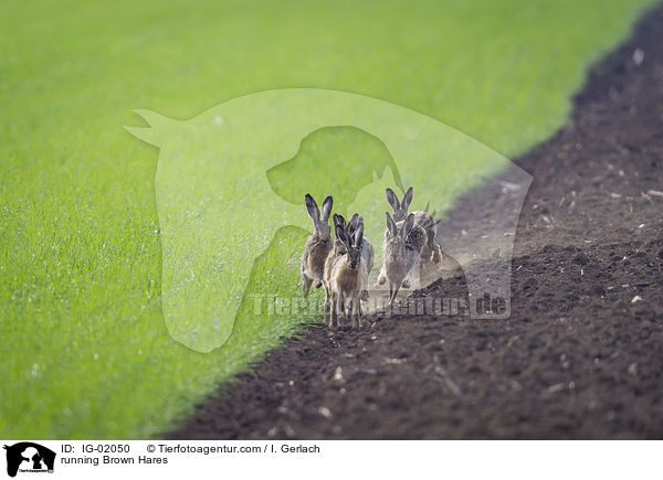 rennende Feldhasen / running Brown Hares / IG-02050