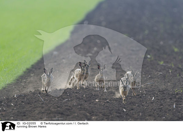 running Brown Hares / IG-02055