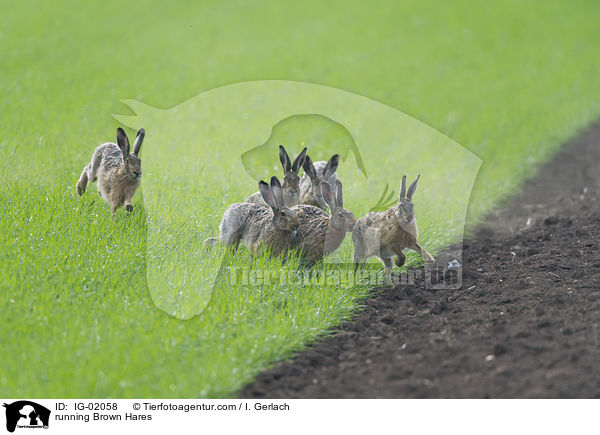 rennende Feldhasen / running Brown Hares / IG-02058