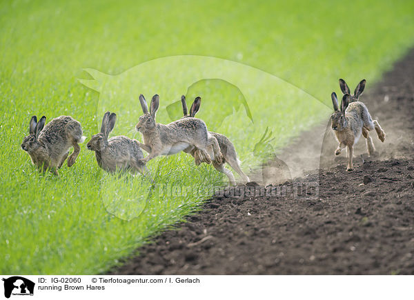 running Brown Hares / IG-02060