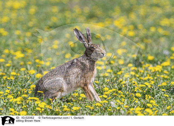 sitting Brown Hare / IG-02062