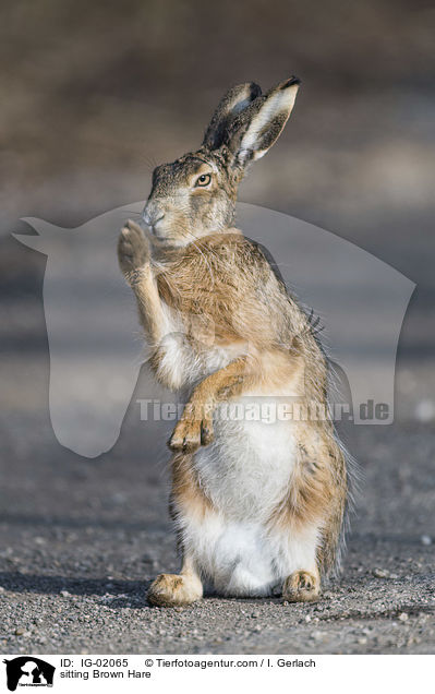 sitting Brown Hare / IG-02065