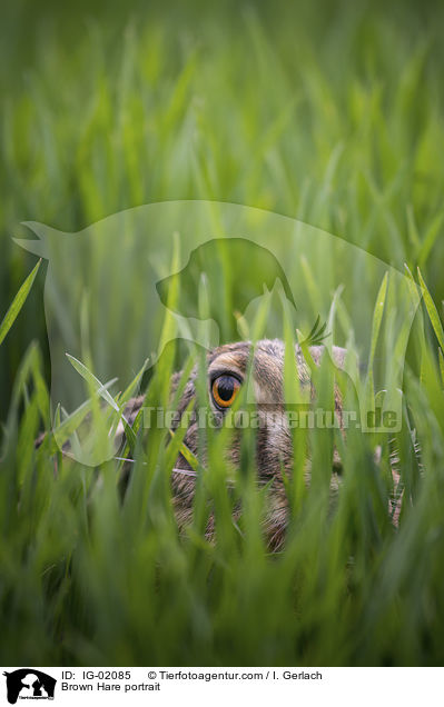 Feldhase Portrait / Brown Hare portrait / IG-02085