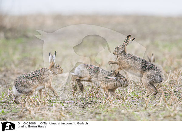 running Brown Hares / IG-02086