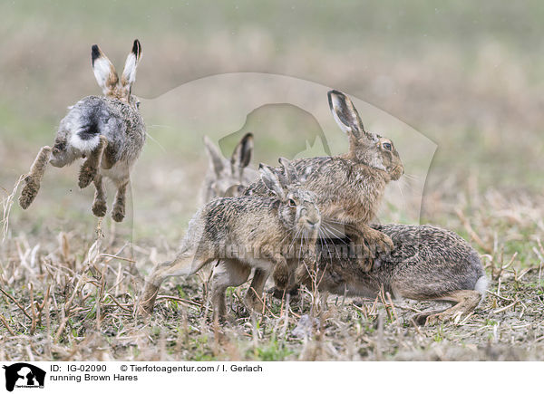 running Brown Hares / IG-02090