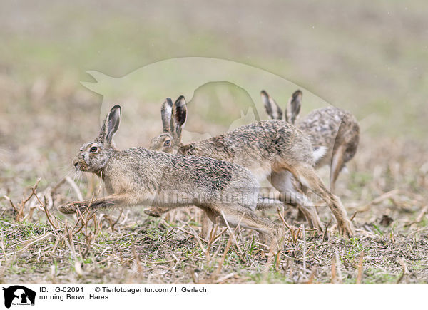rennende Feldhasen / running Brown Hares / IG-02091