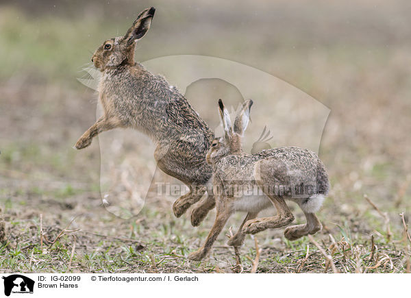 Feldhasen / Brown Hares / IG-02099