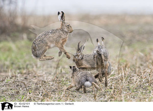 Brown Hares / IG-02101
