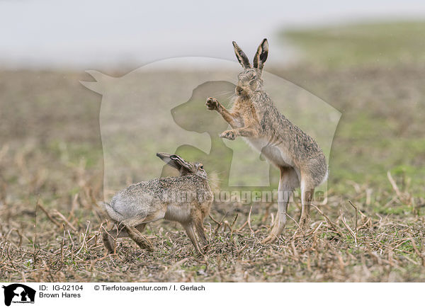 Feldhasen / Brown Hares / IG-02104