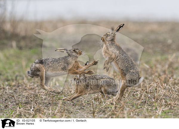 Brown Hares / IG-02105