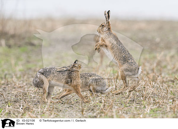 Brown Hares / IG-02106