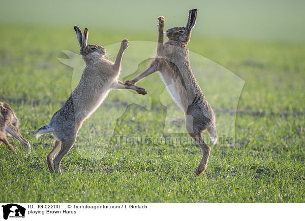 spielende Feldhasen / playing Brown Hares / IG-02200