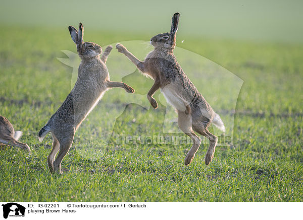 spielende Feldhasen / playing Brown Hares / IG-02201